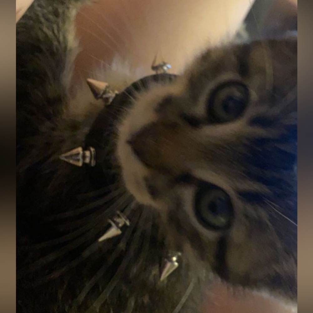 freddy - Picture 13 of 16